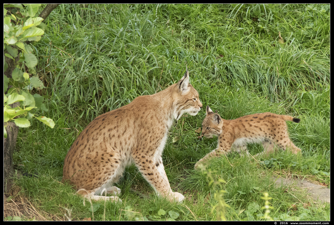 Lynx lynx
Welpen, geboren 14 mei 2016, op de foto 3 maanden oud
Cubs, born 14 May 2016, on the picture 3 months old
Keywords: Gaiapark Kerkrade lynx