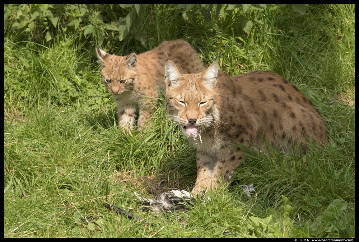 Lynx lynx
Welpen, geboren 14 mei 2016, op de foto 3 maanden oud
Cubs, born 14 May 2016, on the picture 3 months old
Palabras clave: Gaiapark Kerkrade lynx