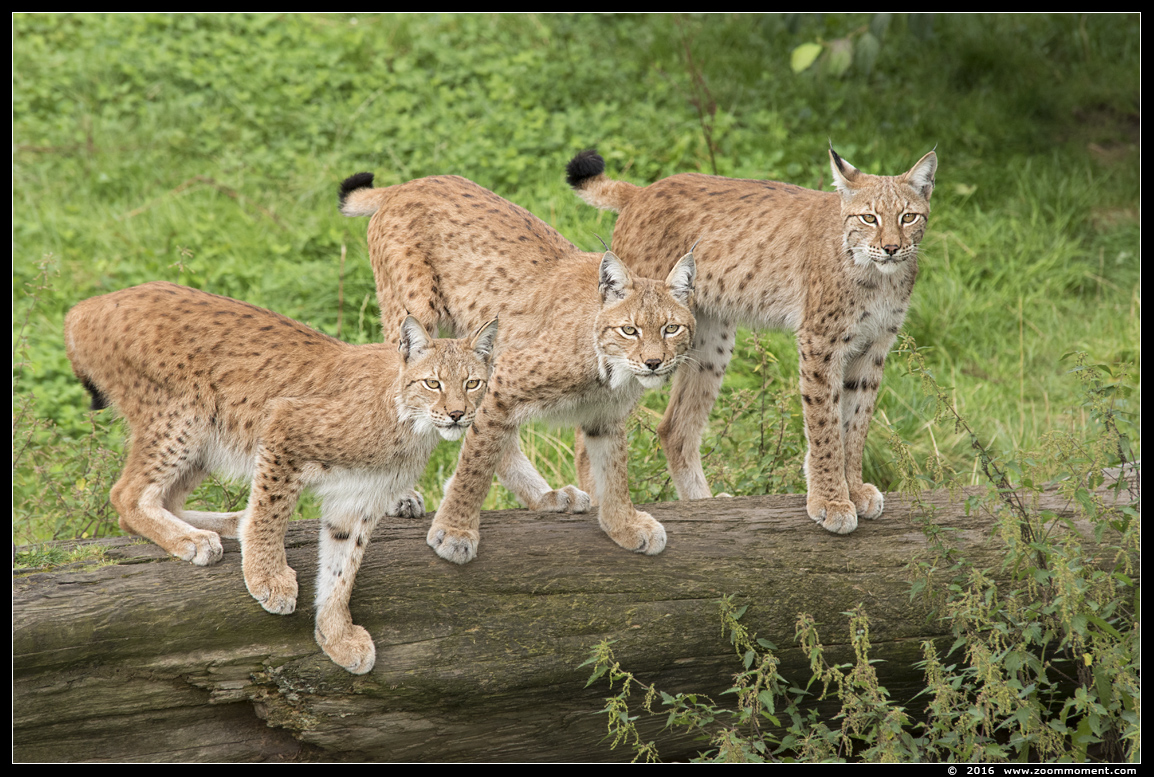 Lynx lynx
Keywords: Gaiapark Kerkrade lynx