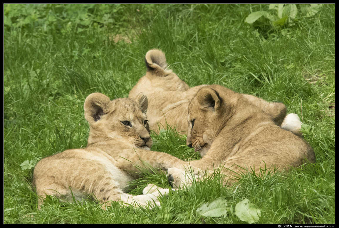 Afrikaanse leeuw ( Panthera leo ) lion
Welpen geboren 6 juni 2016, op de foto 2 maanden oud
Cubs, born 6th June 2016, on the picture about 2 months old
Avainsanat: Gaiapark Kerkrade lion Afrikaanse leeuw cub welp Panthera leo