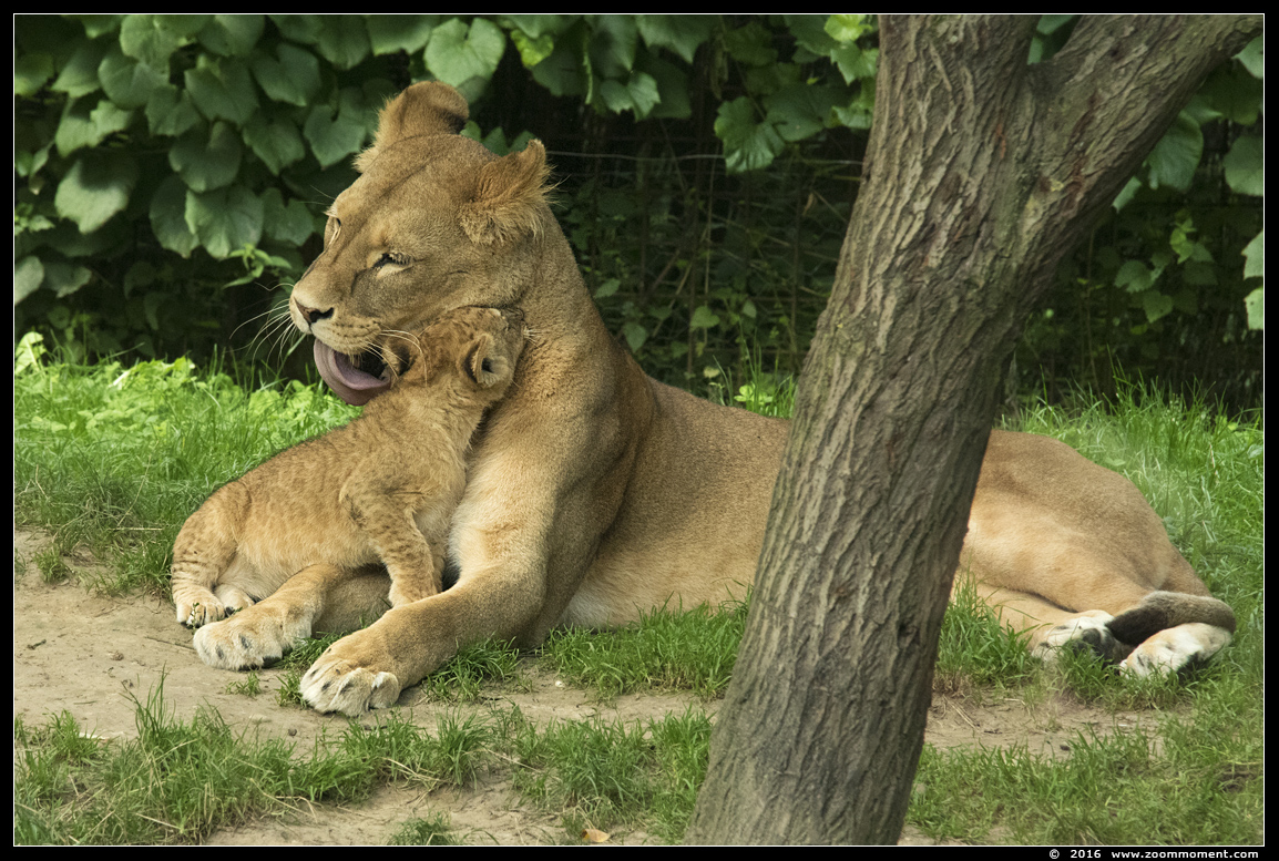 Afrikaanse leeuw ( Panthera leo ) lion
Welpen geboren 6 juni 2016, op de foto 2 maanden oud
Cubs, born 6th June 2016, on the picture about 2 months old
Palavras-chave: Gaiapark Kerkrade lion Afrikaanse leeuw cub welp Panthera leo
