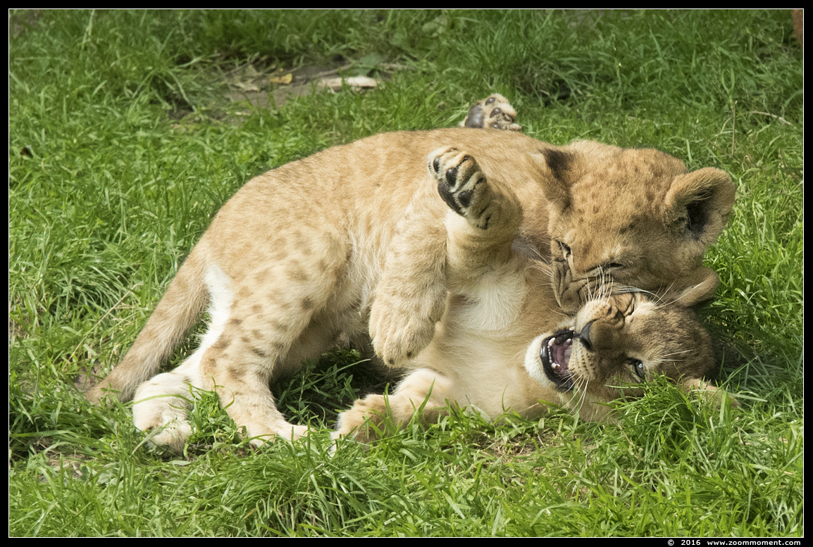Afrikaanse leeuw ( Panthera leo ) lion
Welpen geboren 6 juni 2016, op de foto 2 maanden oud
Cubs, born 6th June 2016, on the picture about 2 months old
Keywords: Gaiapark Kerkrade lion Afrikaanse leeuw cub welp Panthera leo