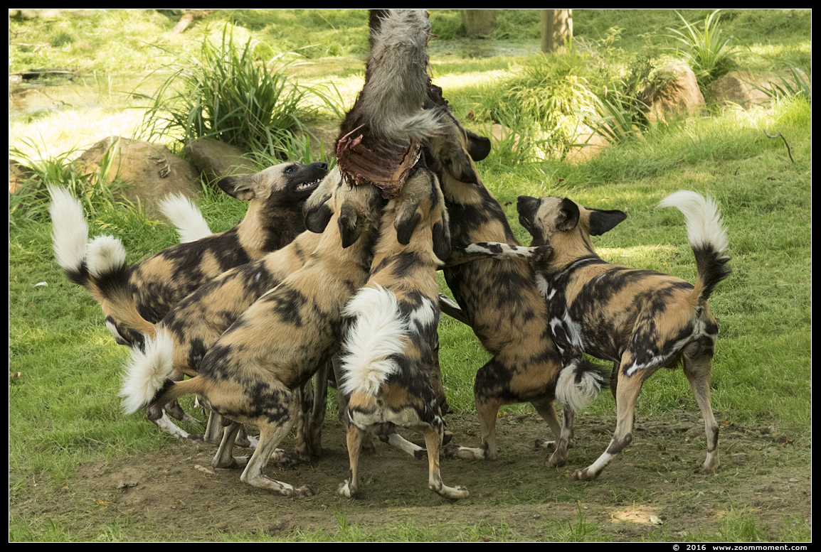 Afrikaanse wilde hond ( Lycaon pictus ) African wild dog
Słowa kluczowe: Gaiapark Kerkrade Nederland zoo Afrikaanse wilde hond Lycaon pictus  African wild dog