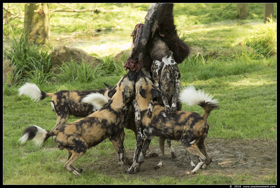 Afrikaanse wilde hond ( Lycaon pictus ) African wild dog
Keywords: Gaiapark Kerkrade Nederland zoo Afrikaanse wilde hond Lycaon pictus  African wild dog