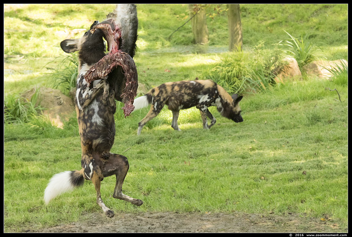 Afrikaanse wilde hond ( Lycaon pictus ) African wild dog
Kulcsszavak: Gaiapark Kerkrade Nederland zoo Afrikaanse wilde hond Lycaon pictus  African wild dog