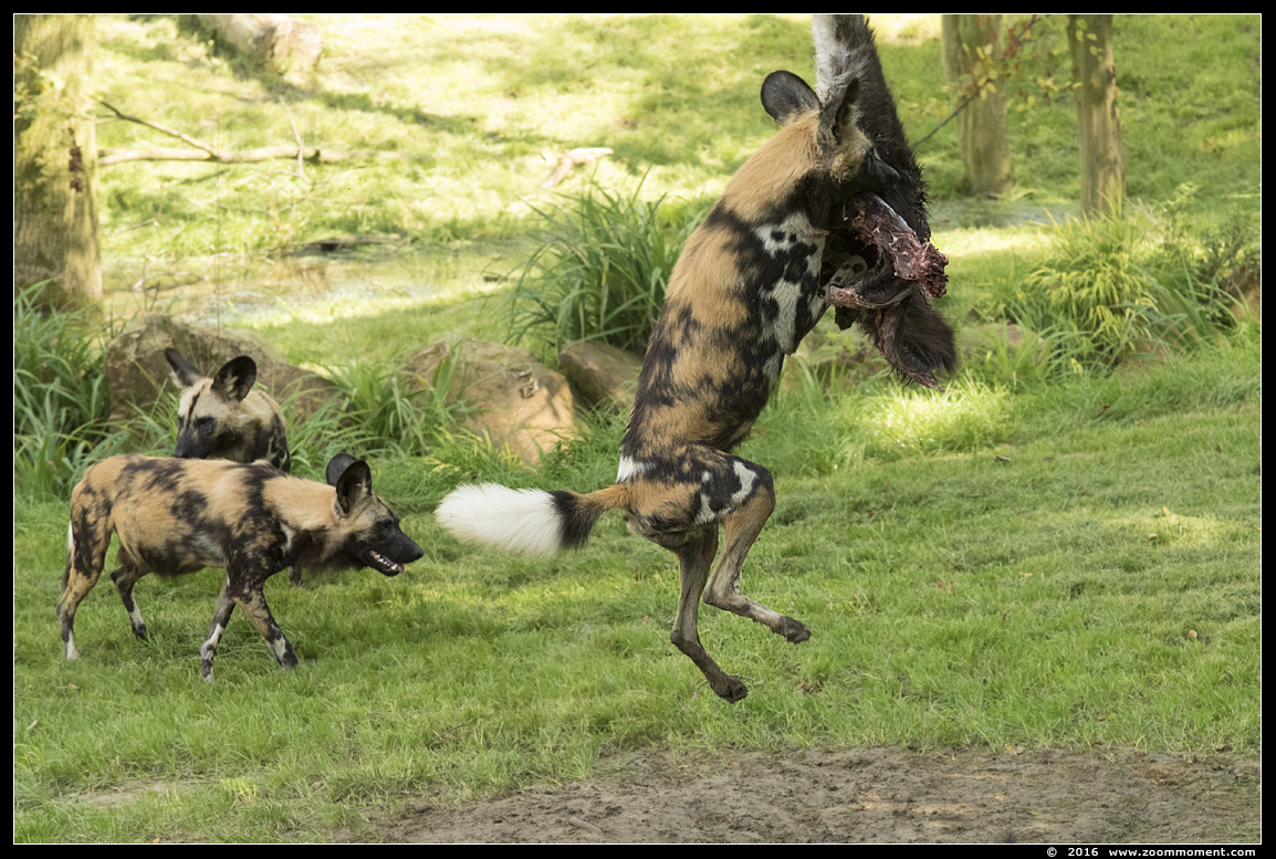 Afrikaanse wilde hond ( Lycaon pictus ) African wild dog
Keywords: Gaiapark Kerkrade Nederland zoo Afrikaanse wilde hond Lycaon pictus  African wild dog