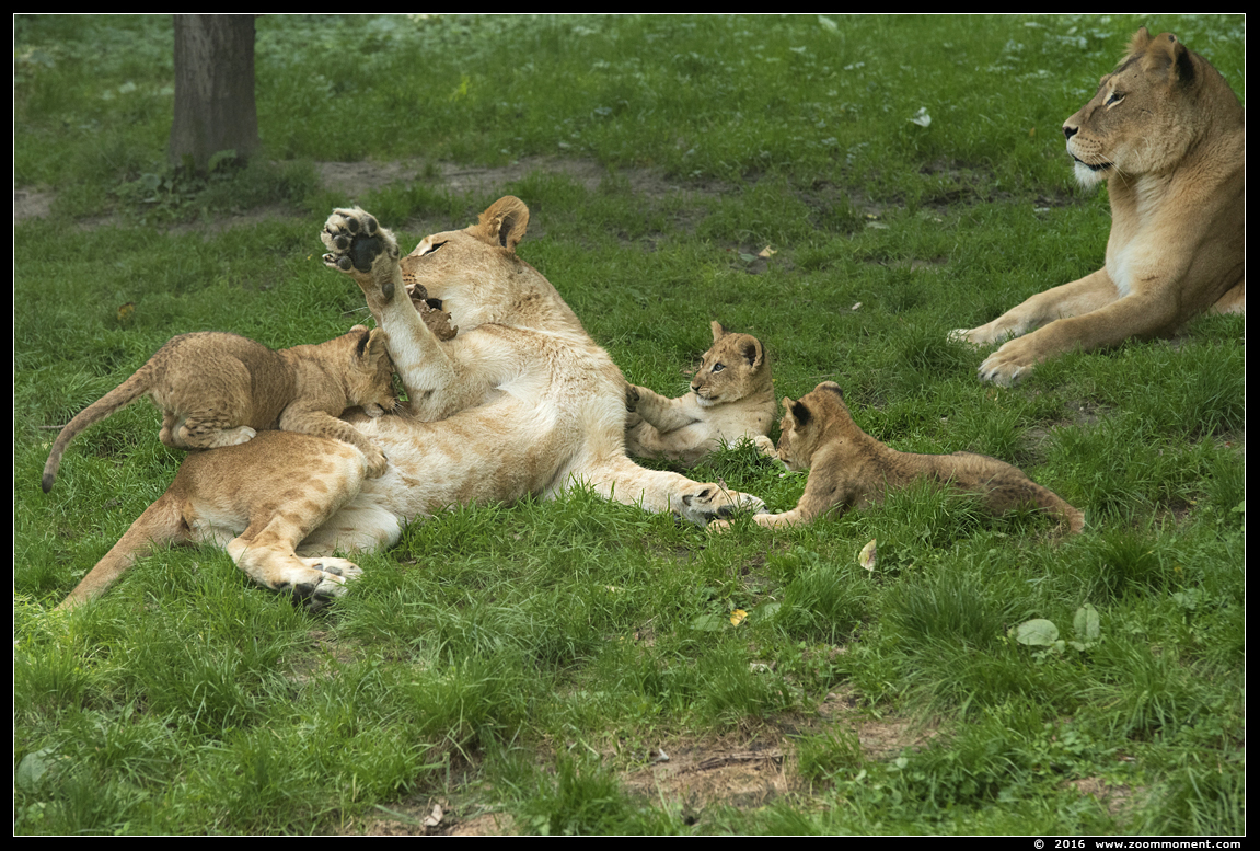 Afrikaanse leeuw ( Panthera leo ) lion
Welpen geboren 6 juni 2016, op de foto 2 maanden oud
Cubs, born 6th June 2016, on the picture about 2 months old
Nyckelord: Gaiapark Kerkrade lion Afrikaanse leeuw cub welp Panthera leo