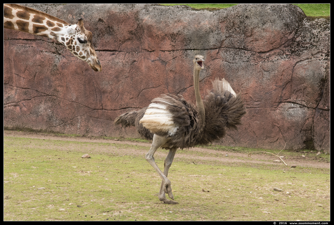 struisvogel  ( Struthio camelus )  ostrich
Avainsanat: Gaiapark Kerkrade Nederland zoo Struthio camelus struisvogel ostrich