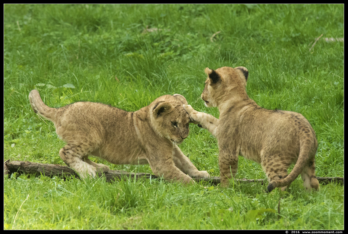 Afrikaanse leeuw ( Panthera leo ) lion
Welpen geboren 6 juni 2016, op de foto 2 maanden oud
Cubs, born 6th June 2016, on the picture about 2 months old
Ключови думи: Gaiapark Kerkrade lion Afrikaanse leeuw cub welp Panthera leo
