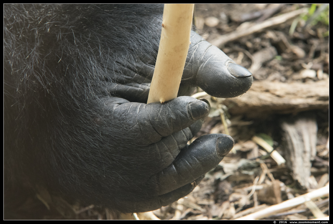 Westelijke laagland gorilla ( Gorilla gorilla )
Trefwoorden: Gaiapark Kerkrade Gorilla gorilla