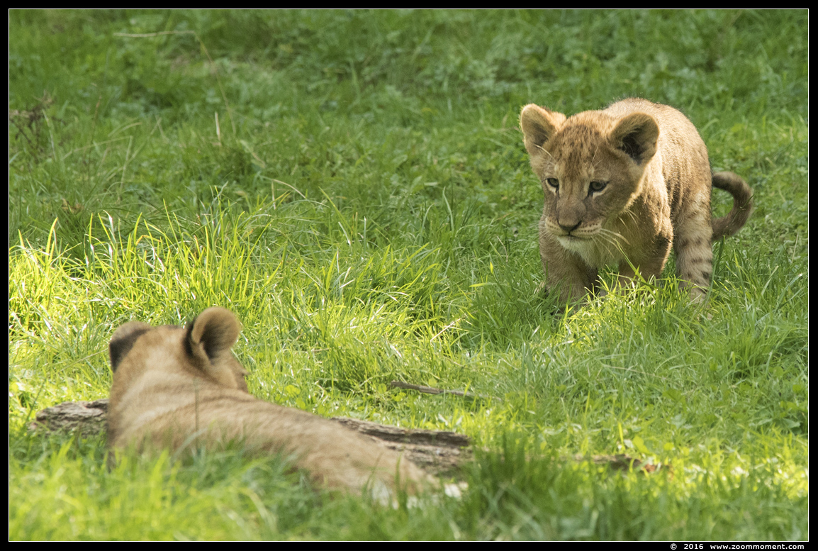 Afrikaanse leeuw ( Panthera leo ) lion
Welpen geboren 6 juni 2016, op de foto 2 maanden oud
Cubs, born 6th June 2016, on the picture about 2 months old
Trefwoorden: Gaiapark Kerkrade lion Afrikaanse leeuw cub welp Panthera leo