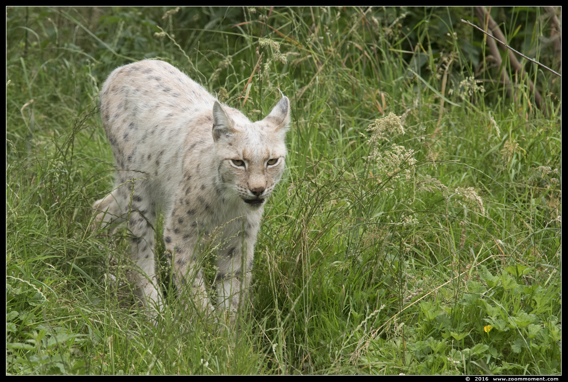 Lynx lynx
Kulcsszavak: Gaiapark Kerkrade lynx