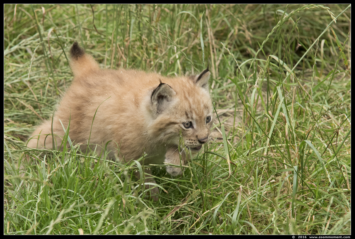 Lynx lynx cub welp
Welpen, geboren 14 mei 2016, op de foto 5 weken oud
Cubs, born 14 May 2016, on the picture 5 weeks old
Keywords: Gaiapark Kerkrade lynx cub welp