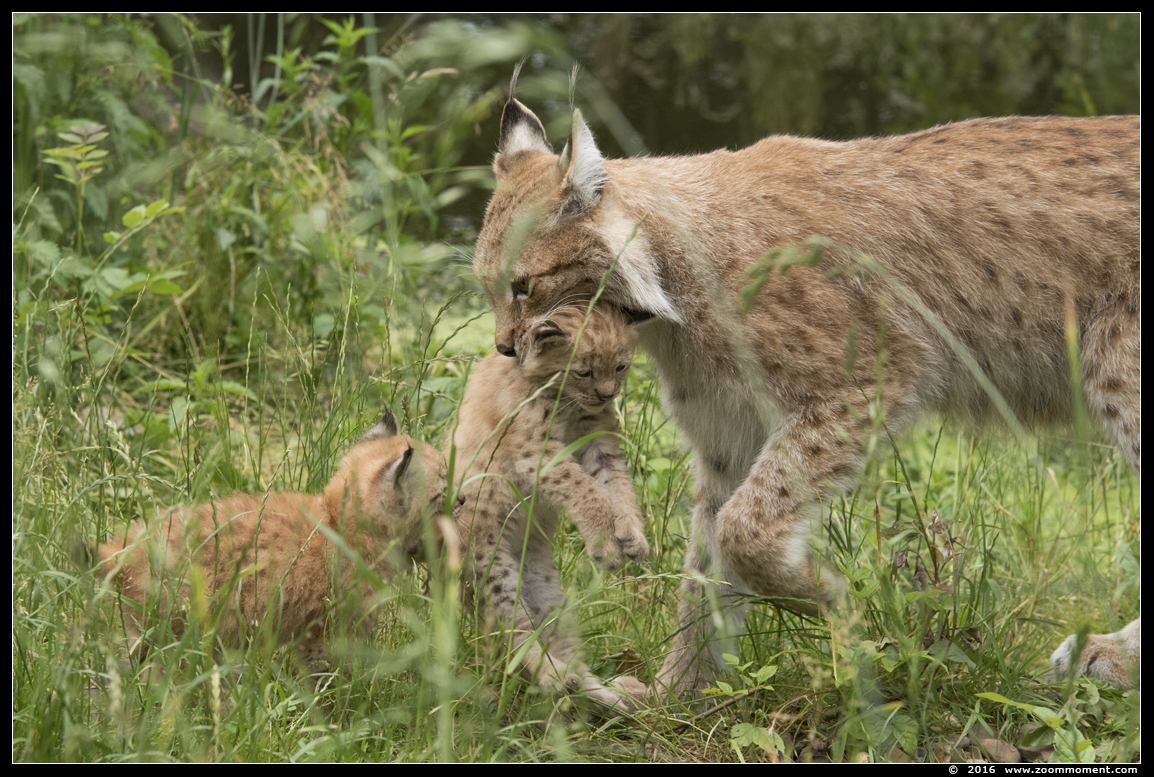 Lynx lynx cub welp
Welpen, geboren 14 mei 2016, op de foto 5 weken oud
Cubs, born 14 May 2016, on the picture 5 weeks old
Avainsanat: Gaiapark Kerkrade lynx cub welp