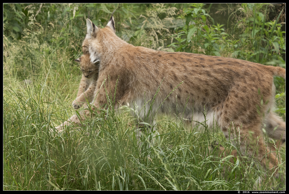 Lynx lynx cub welp
Welpen, geboren 14 mei 2016, op de foto 5 weken oud
Cubs, born 14 May 2016, on the picture 5 weeks old
Keywords: Gaiapark Kerkrade lynx cub welp