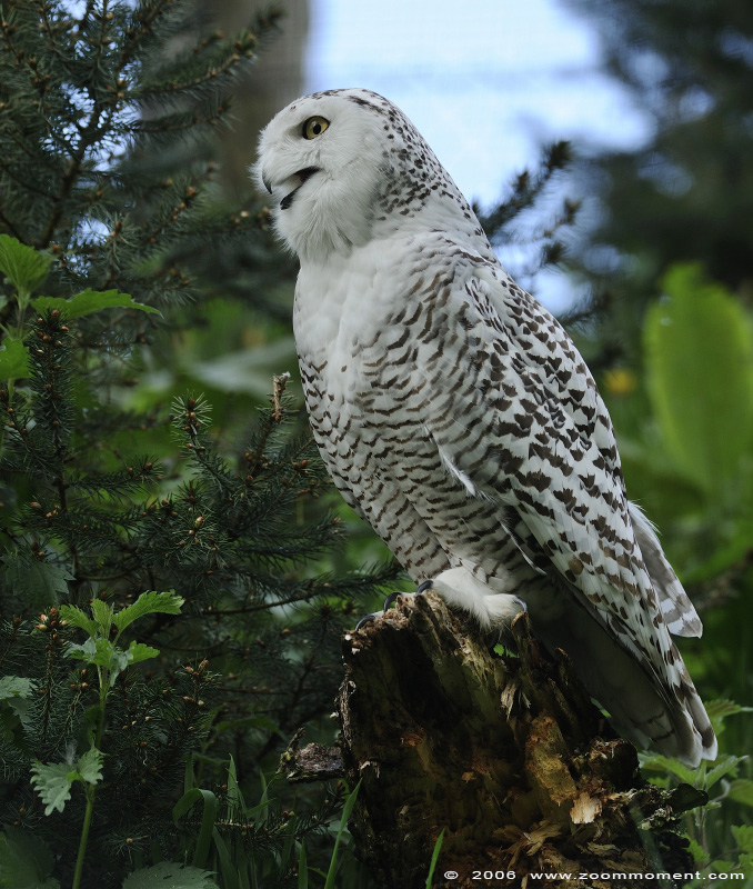 sneeuwuil  ( Nyctea scandiaca )  snowy owl
Trefwoorden: Gaiapark Kerkrade sneeuwuil snowy owl vogel bird Nyctea scandiaca