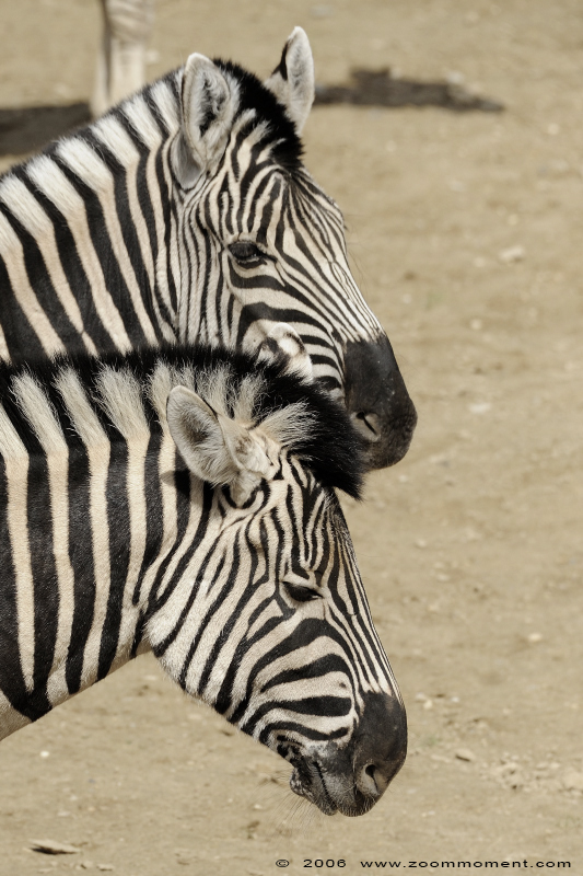 Burchell of Damara steppezebra ( Equus burchelli antiquorum or Equus quagga burchelli ) zebra
Palavras chave: Gaiapark Kerkrade zebra Damara zebra Equus burchelli antiquorum Damara zebra