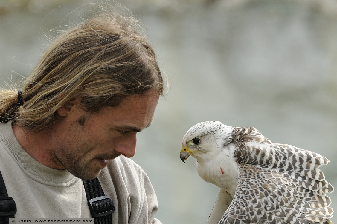 valk  ( Falco sp ) hawk
Roofvogelshow 2006

Trefwoorden: Gaiapark Kerkrade roofvogelshow roofvogel bird of prey valk hawk