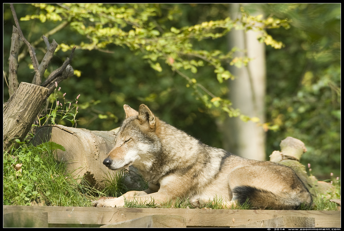 Europese wolf  ( Canis lupus lupus )  Eurasian wolf 
Trefwoorden: Gaiapark Kerkrade Nederland zoo wolf  Canis lupus wolf