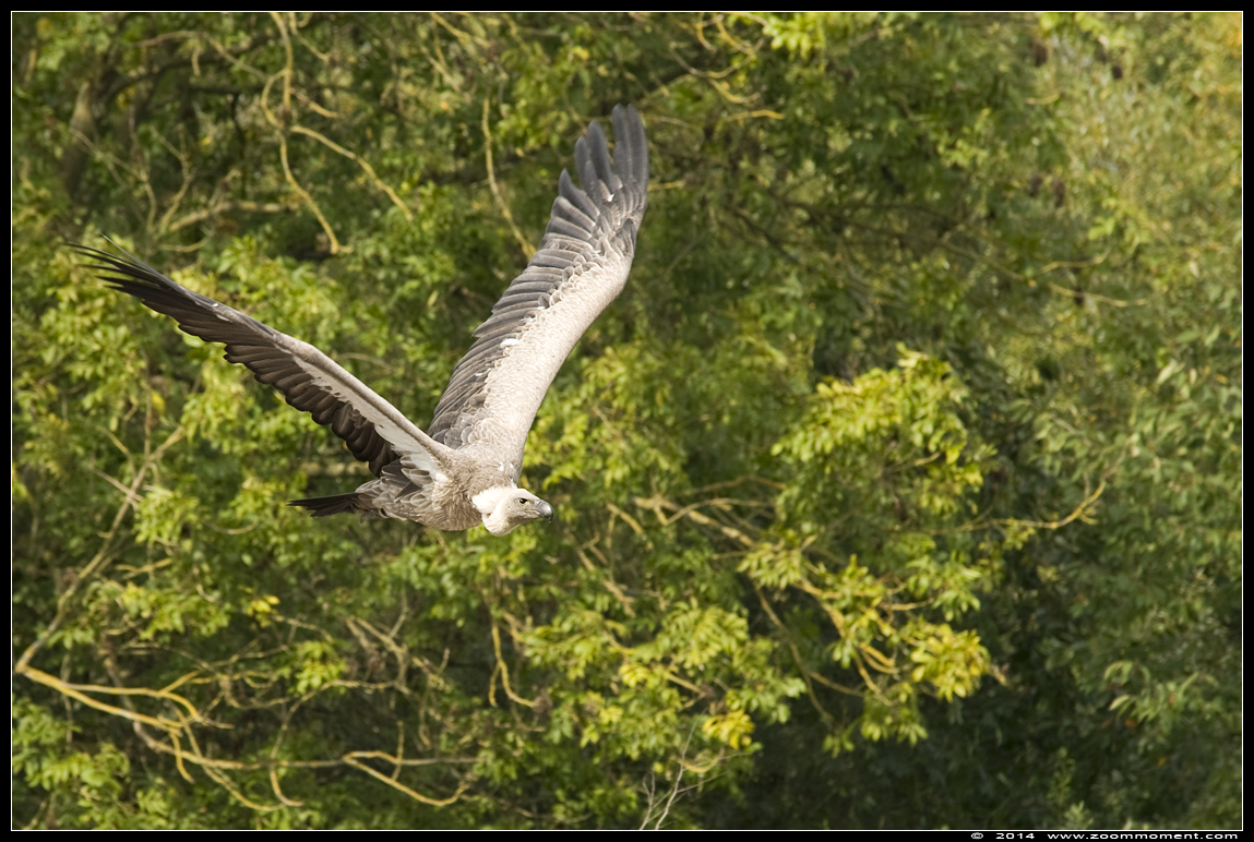 witruggier ( Gyps africanus ) white backed vulture 
Roofvogelshow 2014
Trefwoorden: Gaiapark Kerkrade roofvogelshow witruggier  Gyps africanus  white-backed vulture