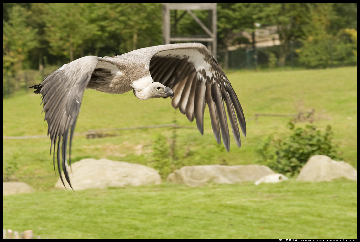 witruggier ( Gyps africanus ) white backed vulture 
Roofvogelshow 2014 
Trefwoorden: Gaiapark Kerkrade roofvogelshow witruggier  Gyps africanus  white-backed vulture