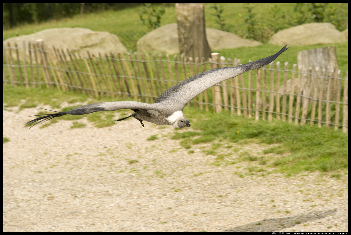 witruggier ( Gyps africanus ) white backed vulture 
Roofvogelshow 2014 
Mots-clés: Gaiapark Kerkrade roofvogelshow witruggier  Gyps africanus  white-backed vulture