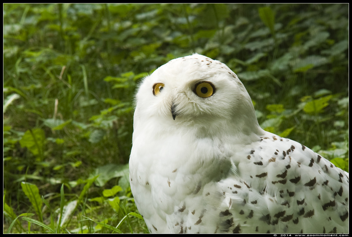 sneeuwuil  ( Nyctea scandiaca )  snowy owl
Keywords: Gaiapark Kerkrade sneeuwuil snowy owl vogel bird Nyctea scandiaca