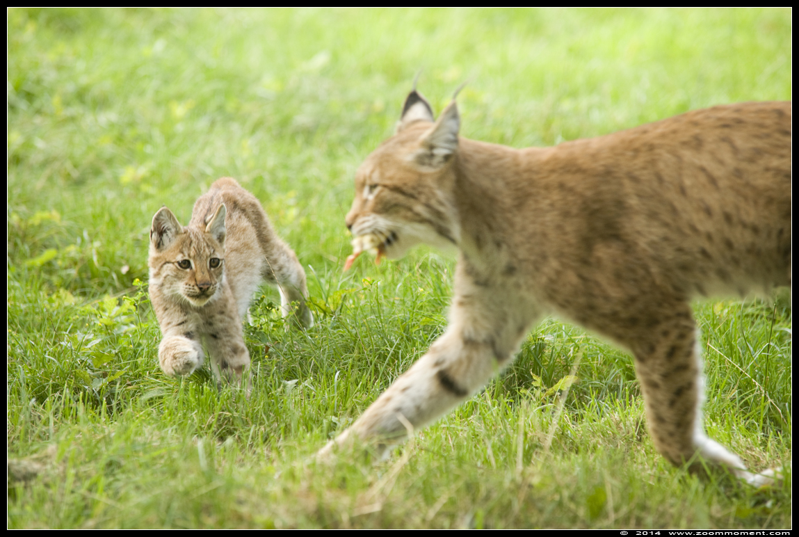 Lynx lynx
Welpen, geboren 14 mei 2014, op de foto ongeveer 4 maanden oud
Cubs, born 14th May 2014, on the picture about 4 months old
Palabras clave: Gaiapark Kerkrade lynx