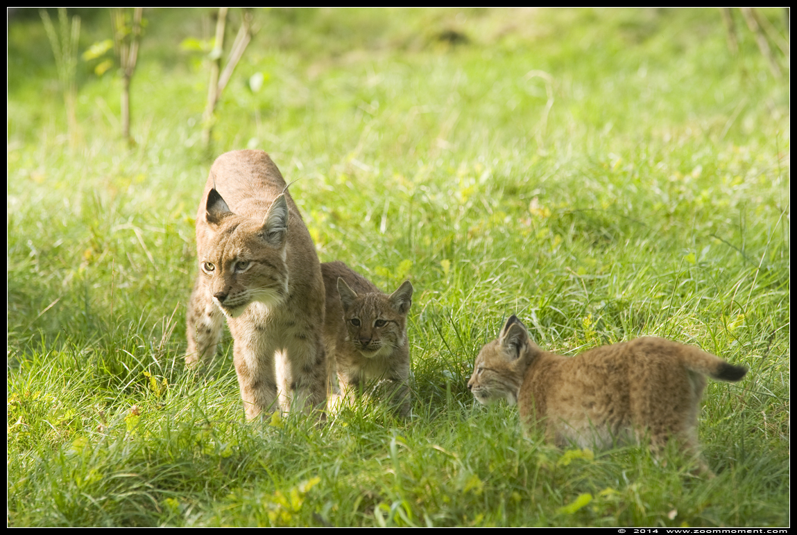 Lynx lynx
Welpen, geboren 14 mei 2014, op de foto ongeveer 4 maanden oud
Cubs, born 14th May 2014, on the picture about 4 months old
Trefwoorden: Gaiapark Kerkrade lynx