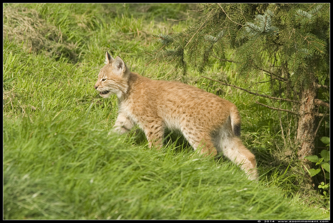 Lynx lynx
Welpen, geboren 14 mei 2014, op de foto ongeveer 4 maanden oud
Cubs, born 14th May 2014, on the picture about 4 months old
Ключови думи: Gaiapark Kerkrade lynx