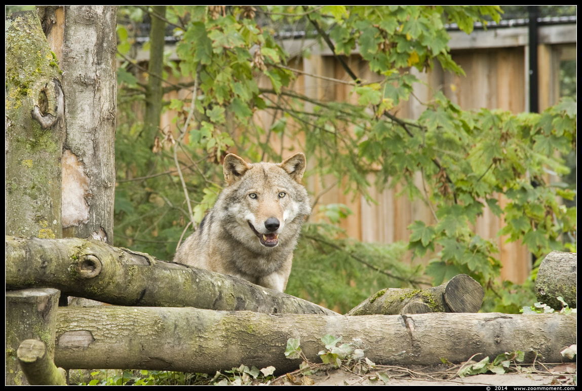 Europese wolf  ( Canis lupus lupus )  Eurasian wolf 
Trefwoorden: Gaiapark Kerkrade Nederland zoo  wolf  Canis lupus wolf