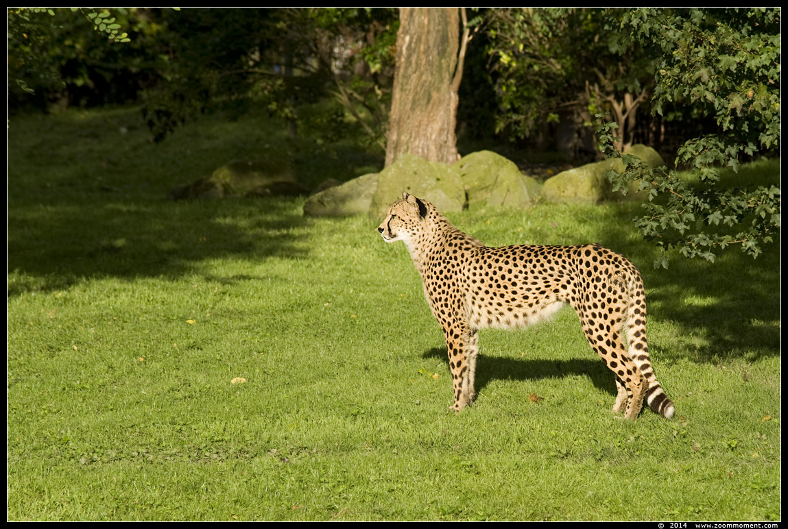 jachtluipaard ( Acinonyx jubatus ) cheetah
Keywords: Gaiapark Kerkrade cheetah jachtluipaard Acinonyx jubatus