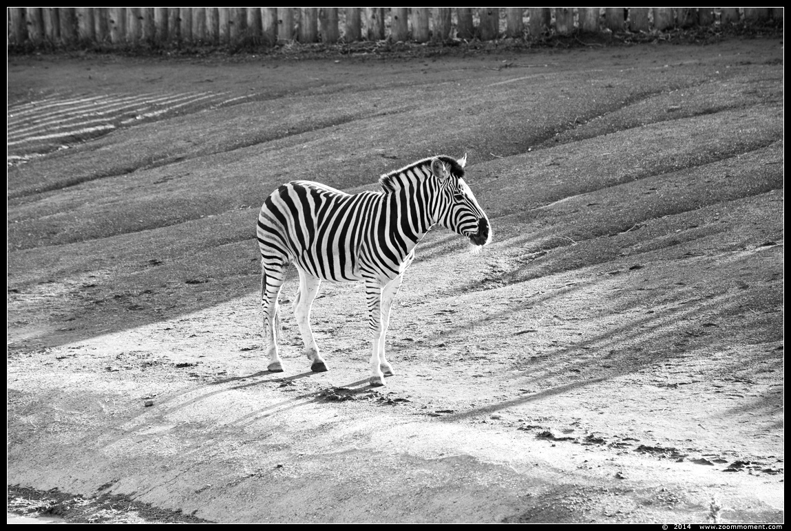 Burchell of Damara steppezebra ( Equus burchelli antiquorum or Equus quagga burchelli ) zebra
Trefwoorden: Gaiapark Kerkrade Nederland zoo zebra Damara zebra Equus burchelli antiquorum Damara zebra