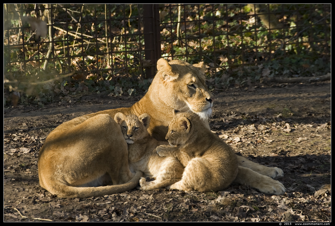 Afrikaanse leeuw ( Panthera leo ) lion
Welpen geboren 5 december 2014, op de foto 3 maanden oud
Cubs, born 5th DEC 2014, on the picture about 3 months old
Keywords: Gaiapark Kerkrade lion Afrikaanse leeuw