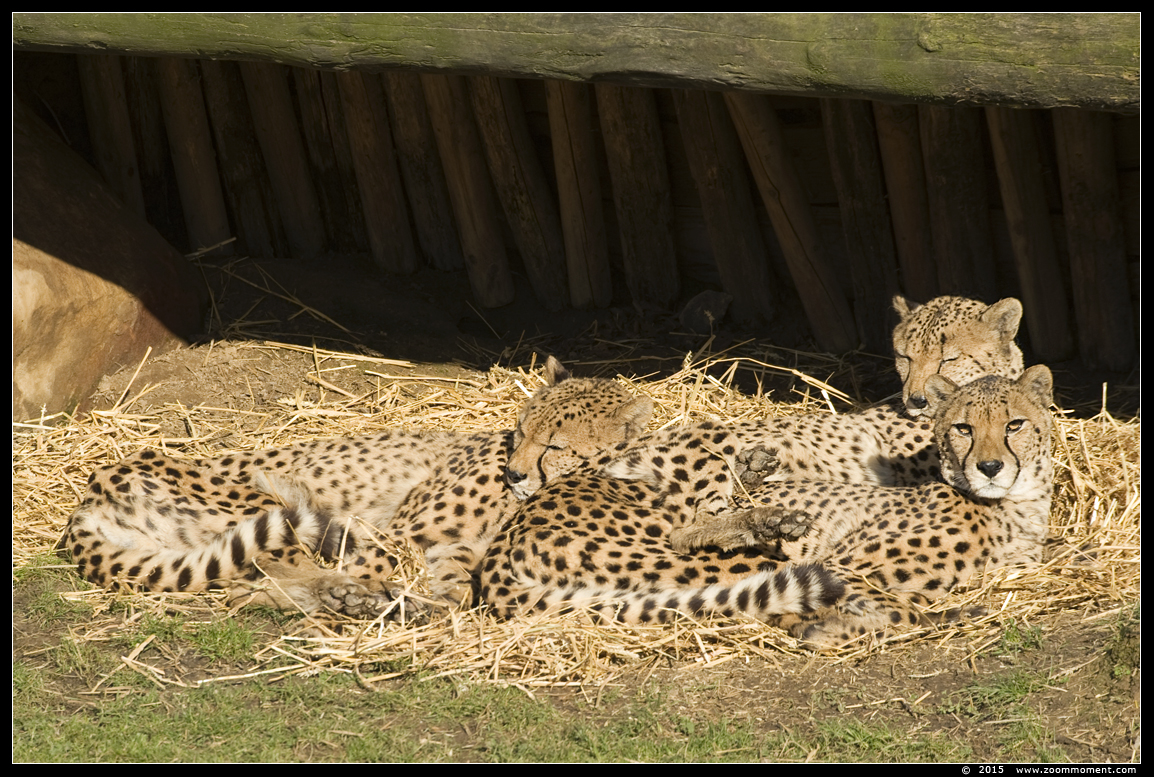 jachtluipaard ( Acinonyx jubatus ) cheetah 
Trefwoorden: Gaiapark Kerkrade jachtluipaard  Acinonyx jubatus  cheetah 