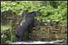 _DSC2810_Gaia_tapir.jpg