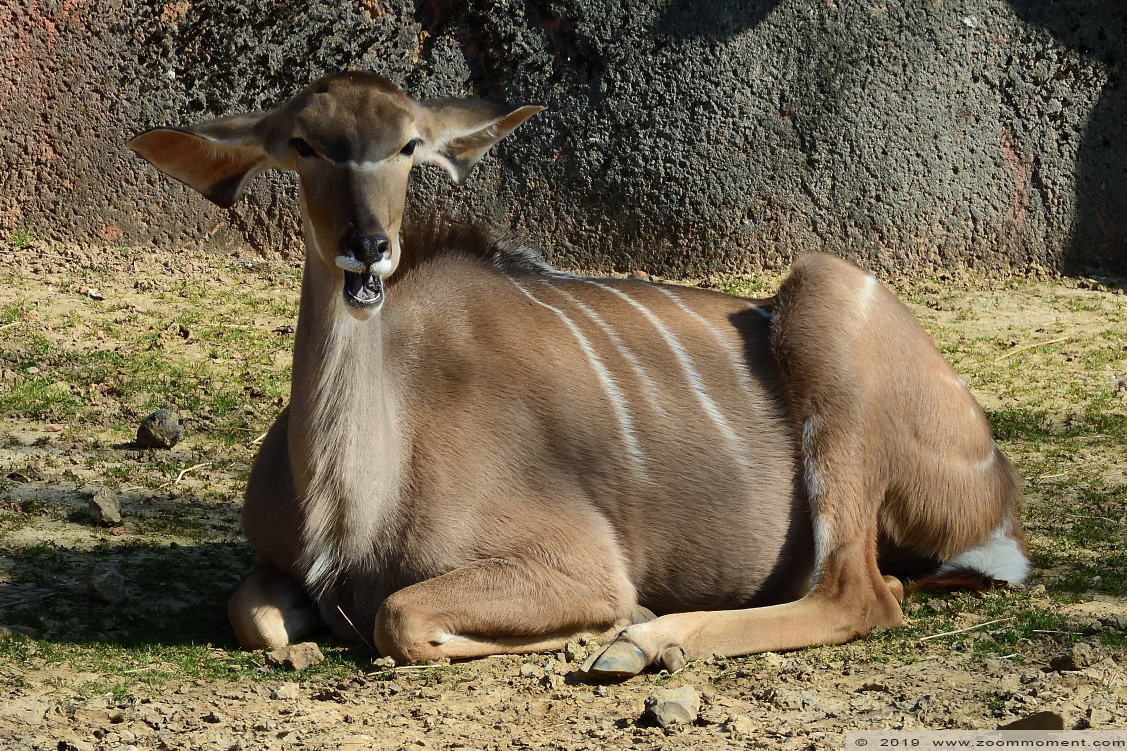 grote koedoe ( Tragelaphus strepsiceros ) greater kudu
Trefwoorden: Gaiapark Kerkrade grote koedoe Tragelaphus strepsiceros  greater kudu