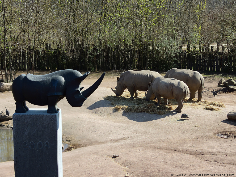 witte neushoorn of breedlipneushoorn ( Ceratotherium simum ) white rhinoceros
Keywords: Gaiapark Kerkrade witte neushoorn breedlipneushoorn Ceratotherium simum  white rhinoceros
