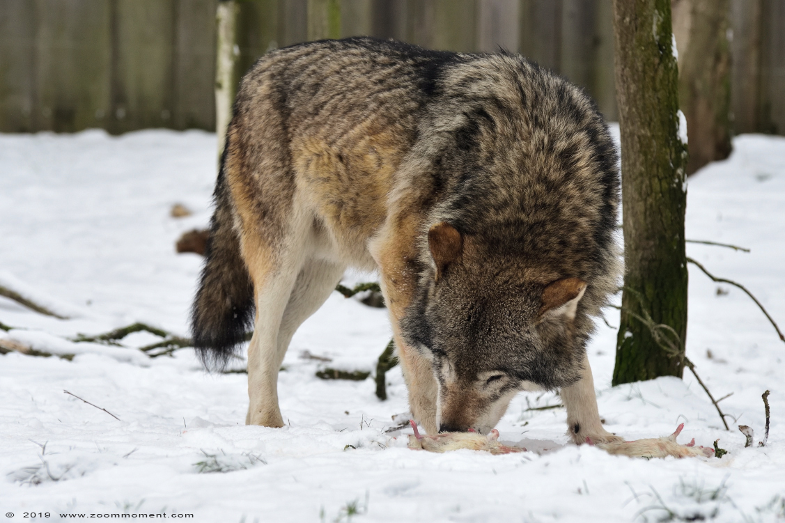 Europese wolf  ( Canis lupus lupus )  Eurasian wolf 
Trefwoorden: Gaiapark Kerkrade Nederland zoo Europese wolf Canis lupus lupus