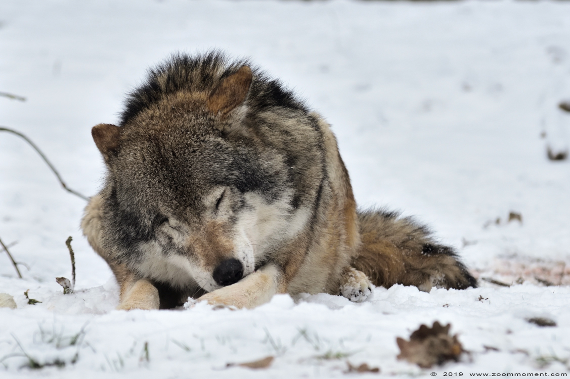 Europese wolf  ( Canis lupus lupus )  Eurasian wolf 
Trefwoorden: Gaiapark Kerkrade Nederland zoo Europese wolf Canis lupus lupus sneeuw snow
