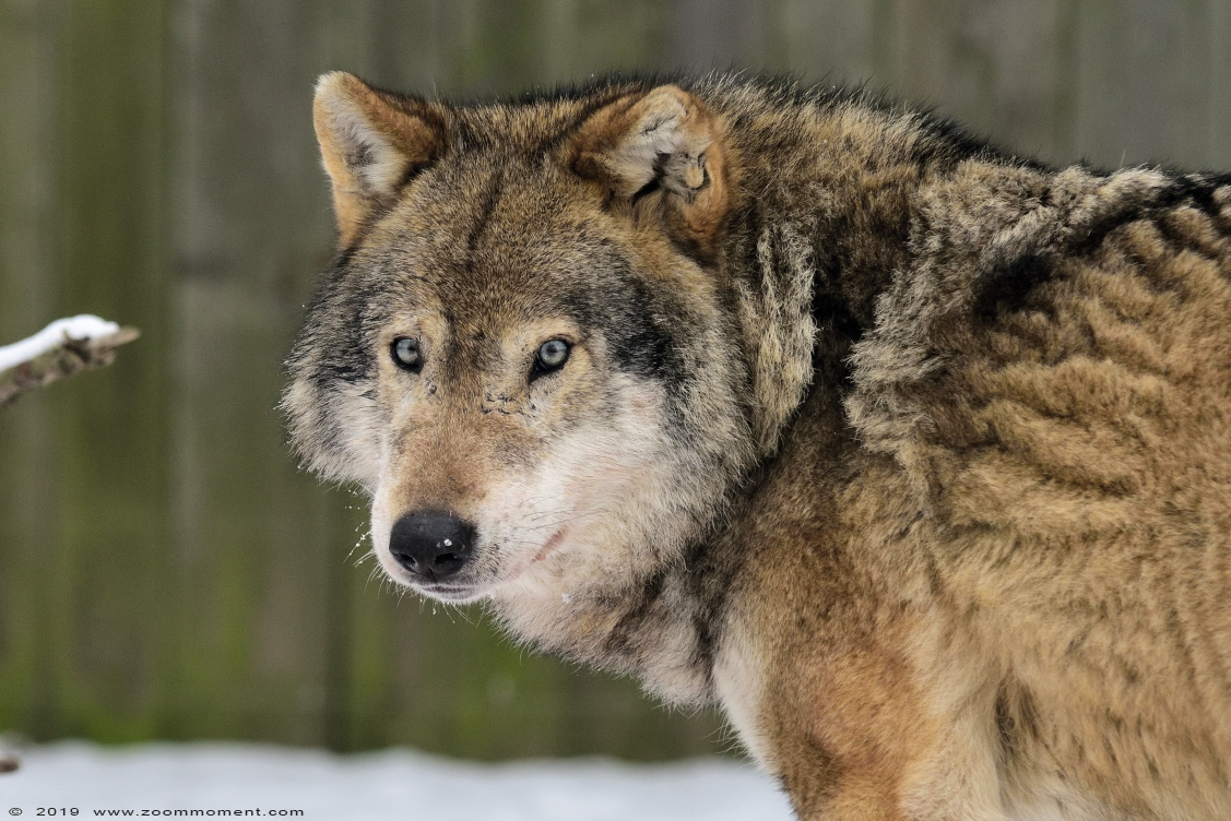 Europese wolf  ( Canis lupus lupus )  Eurasian wolf 
Trefwoorden: Gaiapark Kerkrade Nederland zoo Europese wolf Canis lupus lupus sneeuw snow