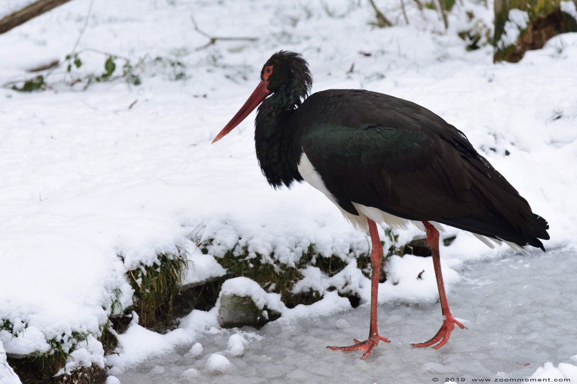 zwarte ooievaar ( Ciconia nigra ) black stork
Trefwoorden: Gaiapark Kerkrade Nederland zwarte ooievaar  Ciconia nigra black stork sneeuw snow