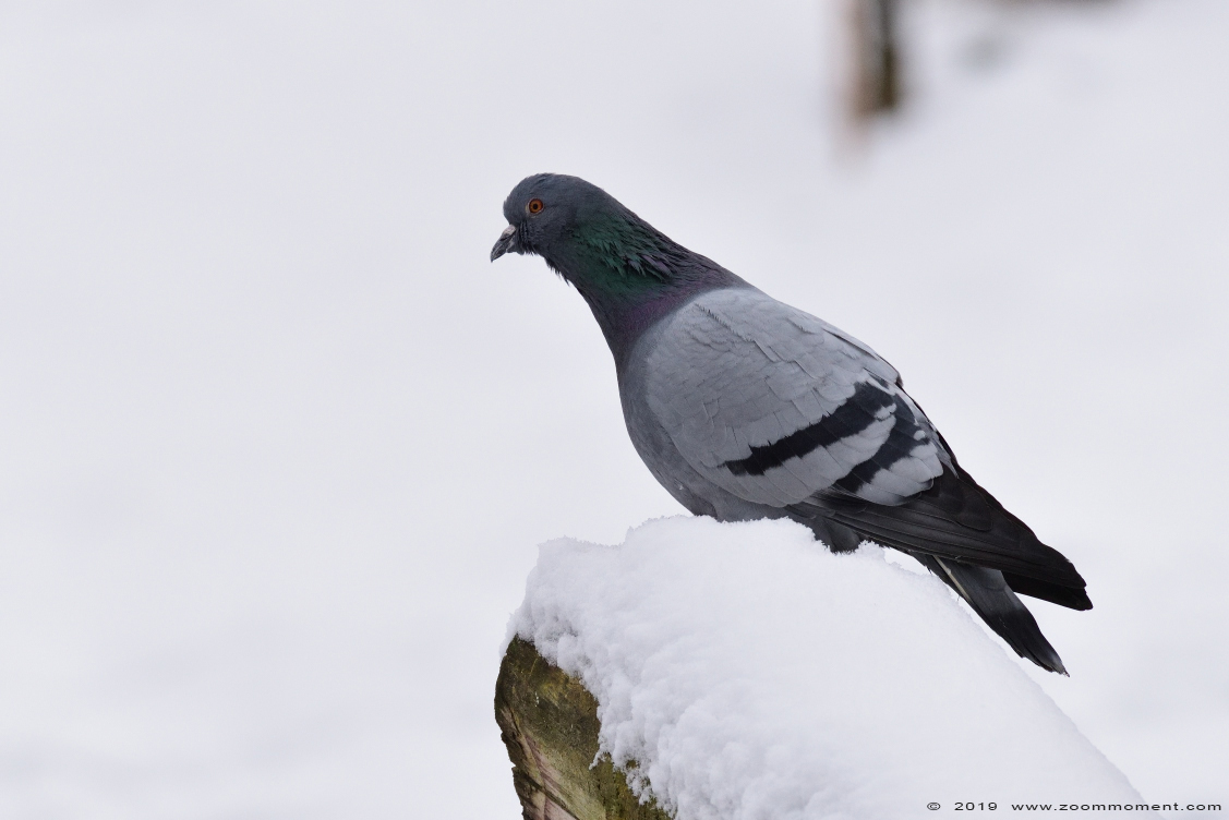 rotsduif ( Columba livia ) rock pigeon
Trefwoorden: Gaiapark Kerkrade Nederland zoo duif dove sneeuw snow rotsduif  Columba livia rock pigeon