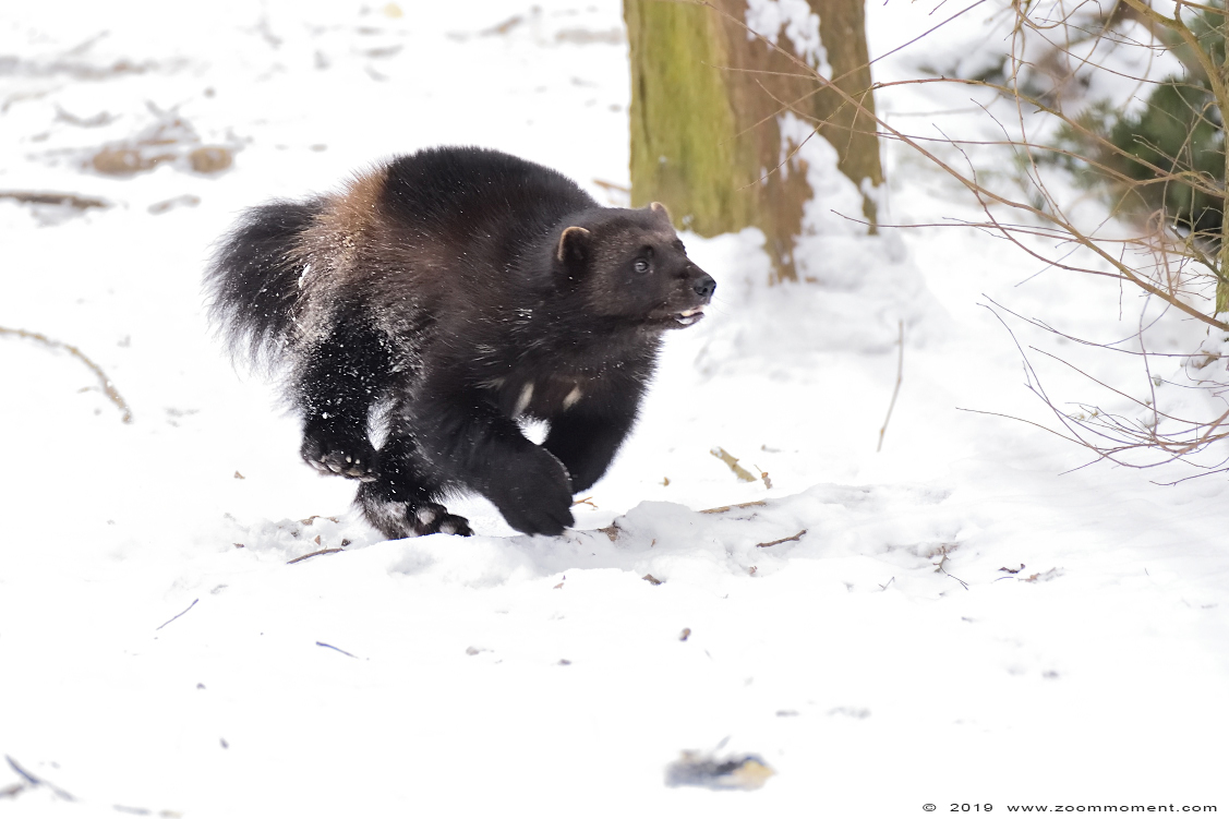 veelvraat ( Gulo gulo ) wolverine
Trefwoorden: Gaiapark Kerkrade Nederland zoo veelvraat Gulo gulo wolverine sneeuw snow