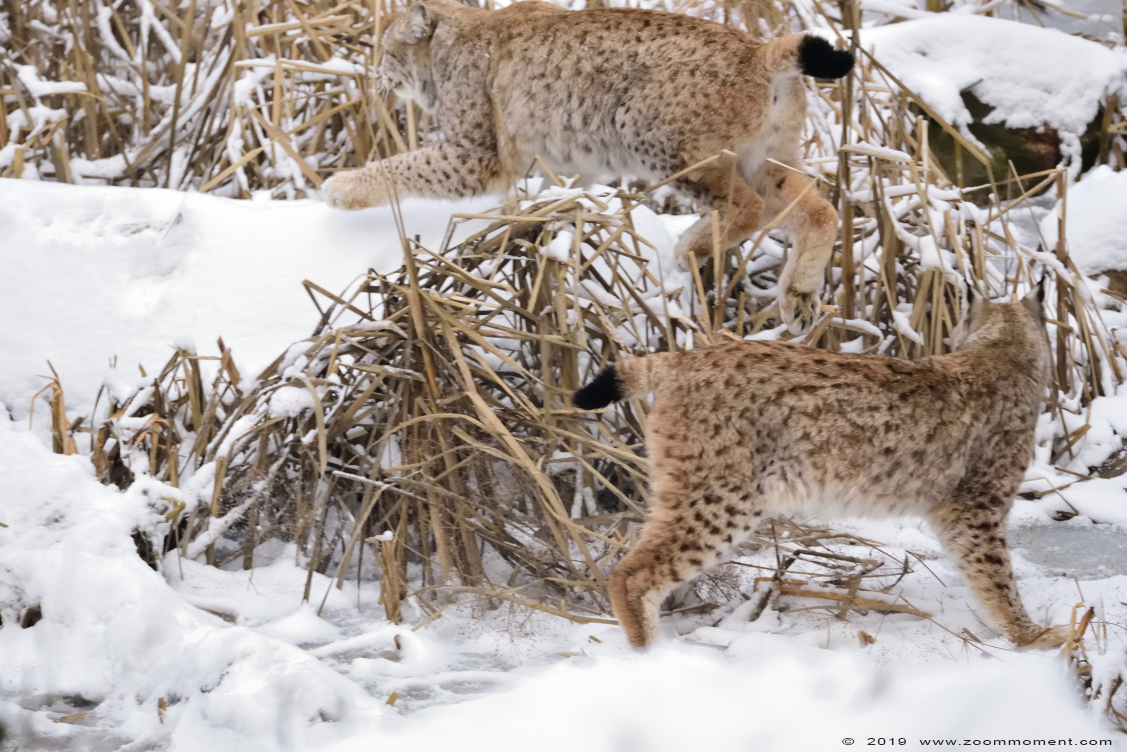 Lynx lynx
Trefwoorden: Gaiapark Kerkrade Nederland zoo lynx snow sneeuw
