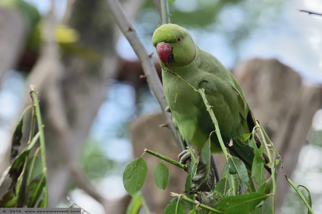 halsbandparkiet ( Psittacula krameri ) parakeet
Trefwoorden: Gaiapark Kerkrade halsbandparkiet  Psittacula krameri  parakeet