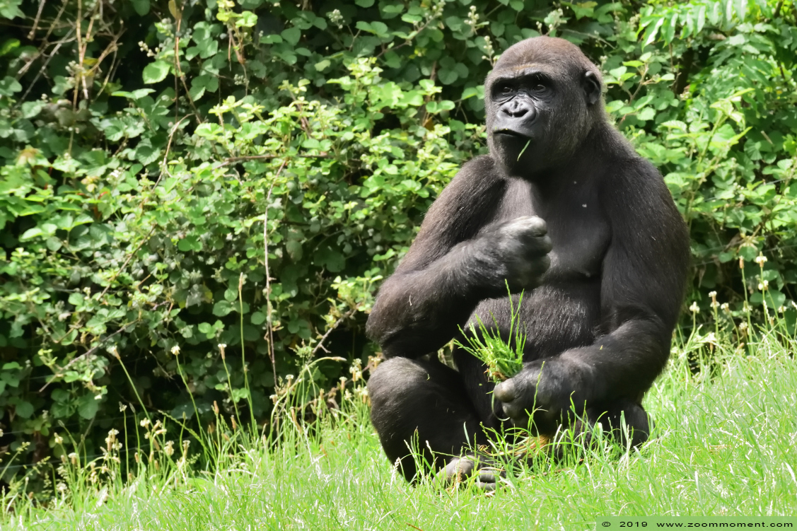 Westelijke laagland gorilla ( Gorilla gorilla )
Ayo
Trefwoorden: Gaiapark Kerkrade Westelijke laagland gorilla  Gorilla gorilla 