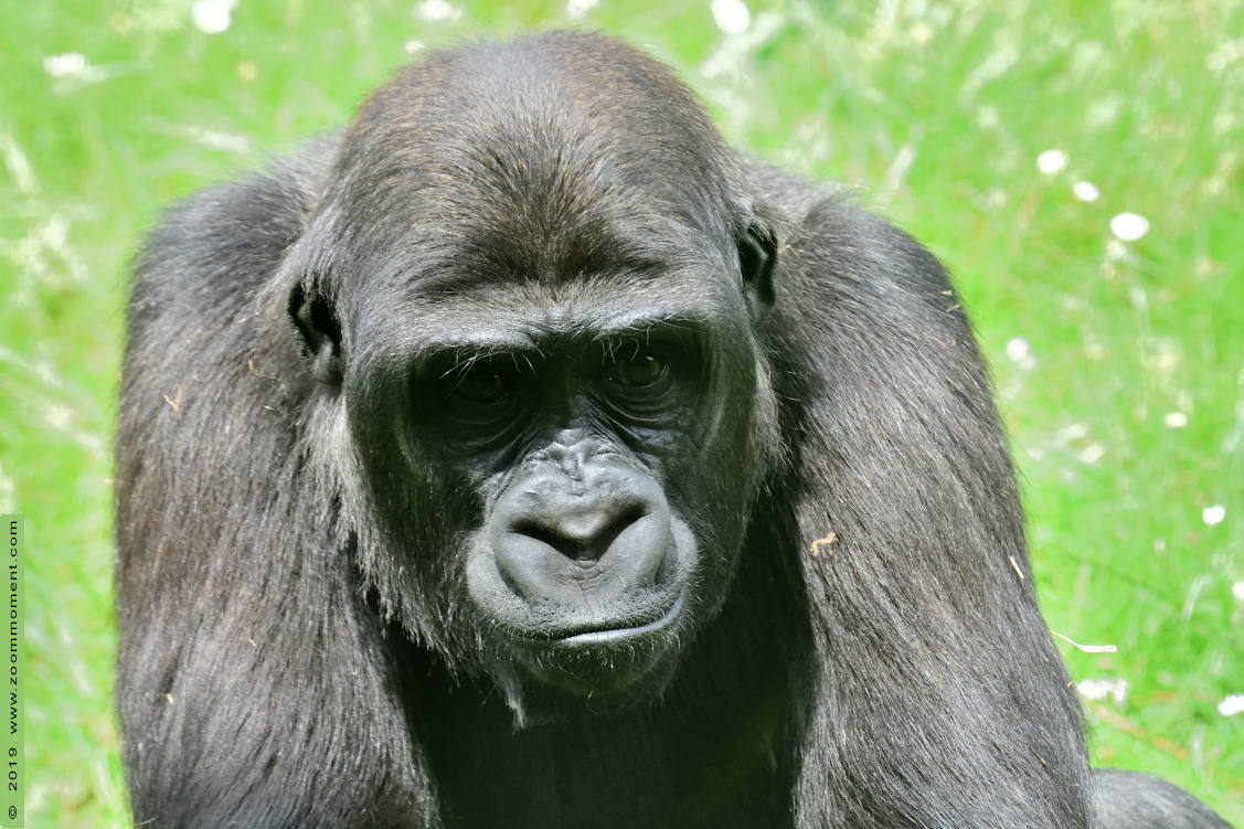 Westelijke laagland gorilla ( Gorilla gorilla )
Zola
Ключевые слова: Gaiapark Kerkrade Westelijke laagland gorilla  Gorilla gorilla 