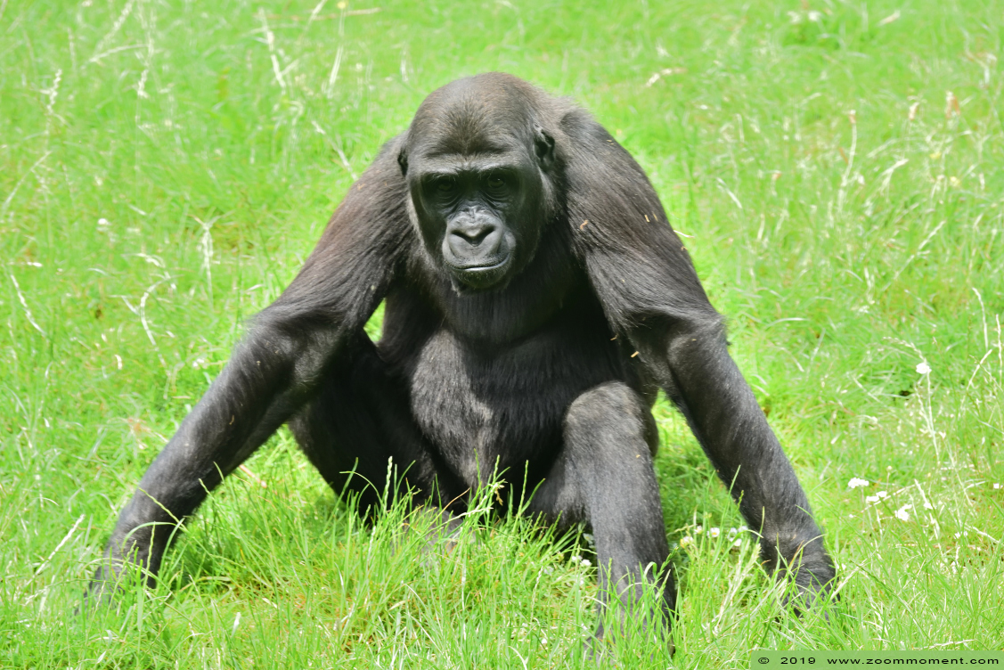 Westelijke laagland gorilla ( Gorilla gorilla )
Zola
Trefwoorden: Gaiapark Kerkrade Westelijke laagland gorilla  Gorilla gorilla 