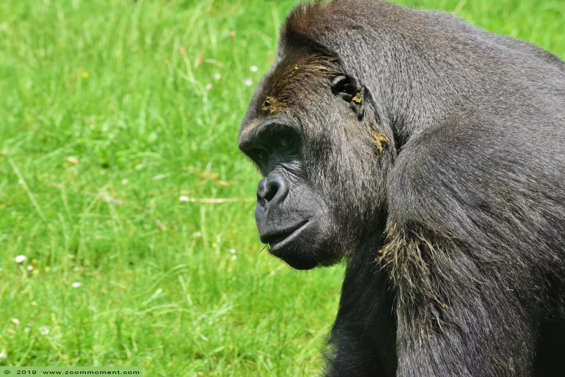 Westelijke laagland gorilla ( Gorilla gorilla )
Tamidol
Trefwoorden: Gaiapark Kerkrade Westelijke laagland gorilla  Gorilla gorilla 